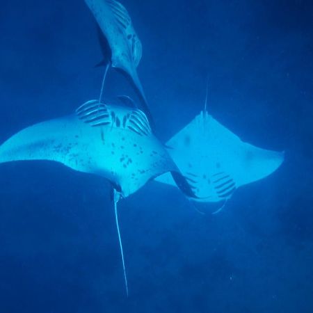 Mai Dive' Astrolabe Reef Resort Naqara Экстерьер фото