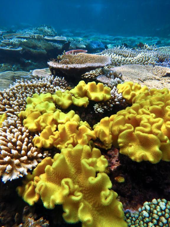 Mai Dive' Astrolabe Reef Resort Naqara Экстерьер фото
