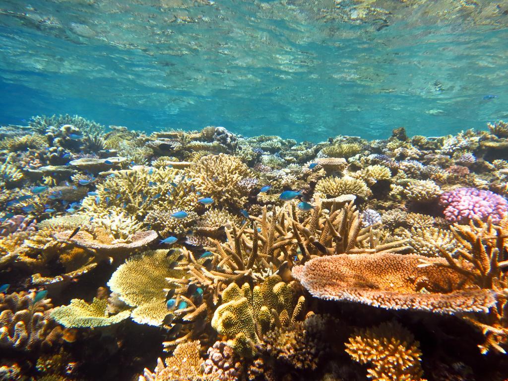 Mai Dive' Astrolabe Reef Resort Naqara Экстерьер фото