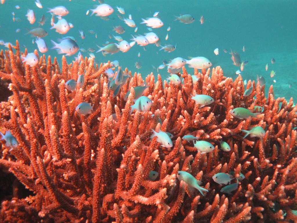 Mai Dive' Astrolabe Reef Resort Naqara Экстерьер фото